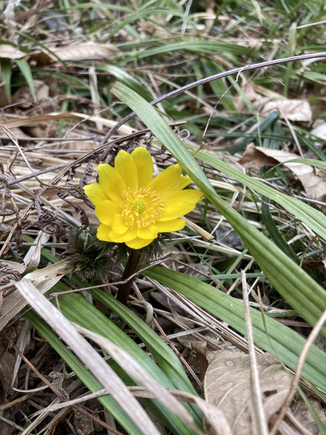 お花の写真